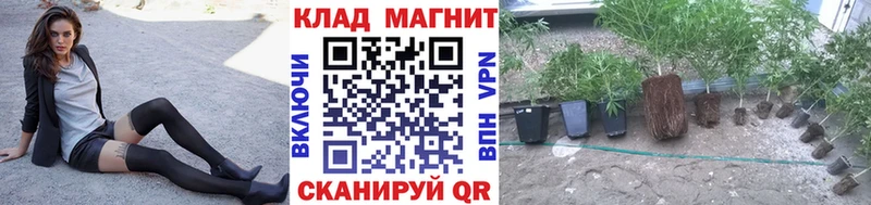 Бошки Шишки Свирск